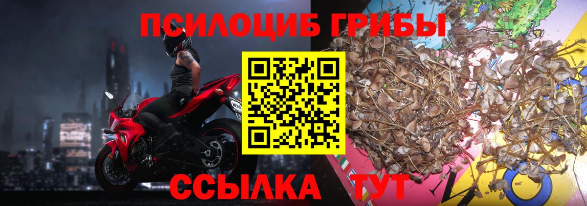 Галлюциногенные грибы Psilocybe Анапа